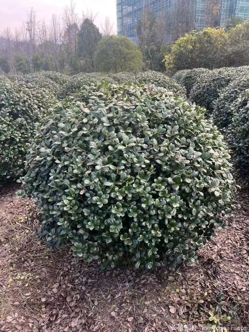 枸骨球 枸骨球