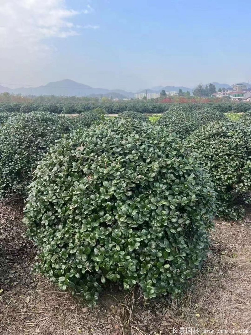 枸骨球 枸骨球
