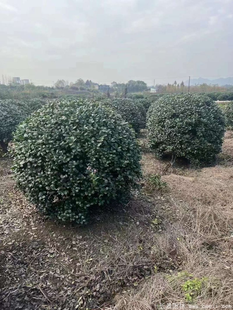 枸骨球 枸骨球