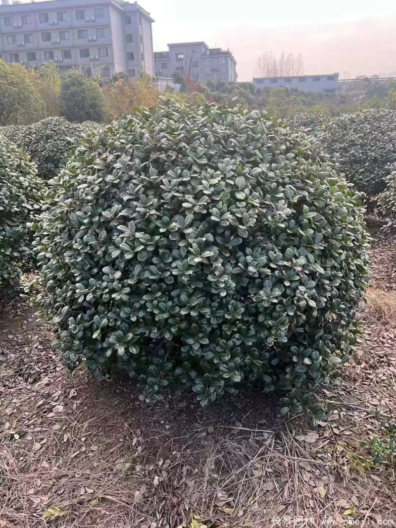 枸骨球 枸骨球