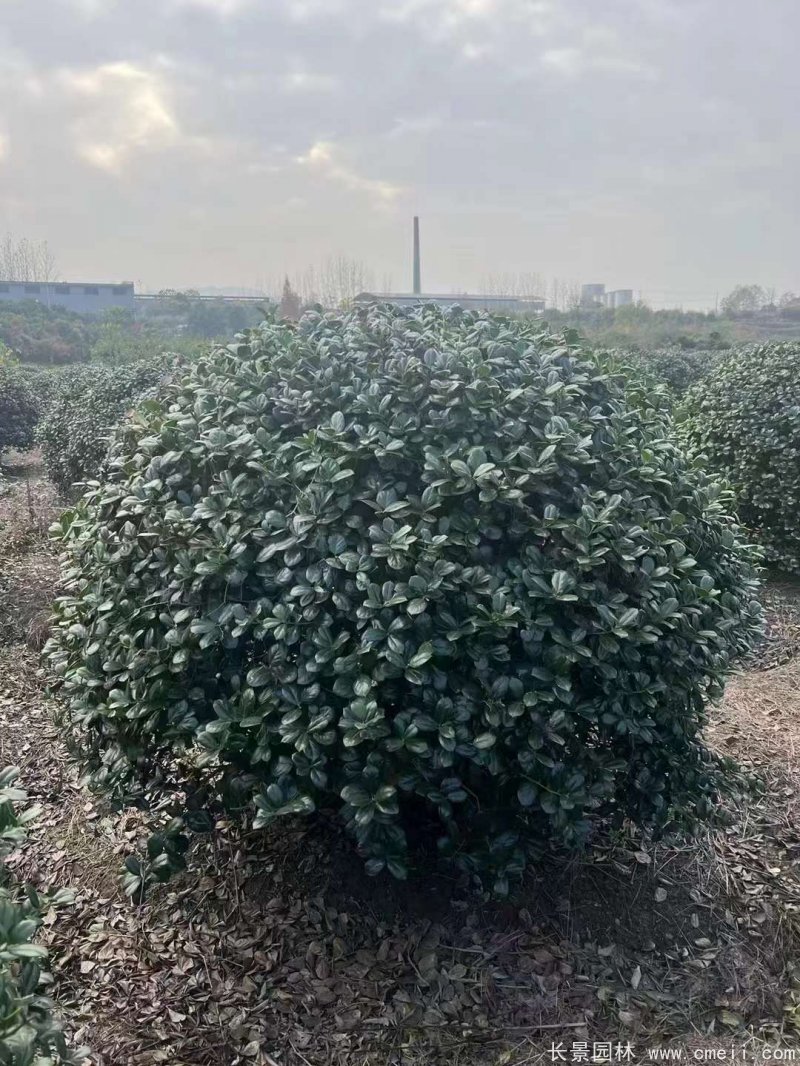 枸骨球 枸骨球