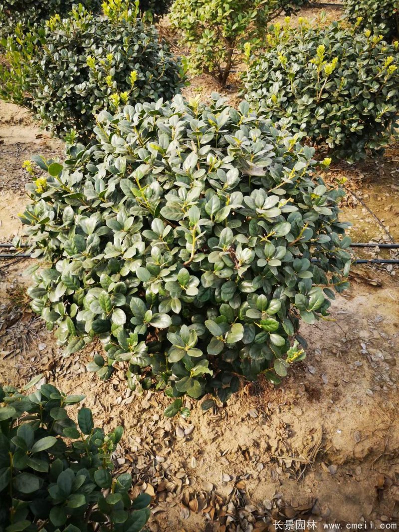 枸骨球 枸骨球