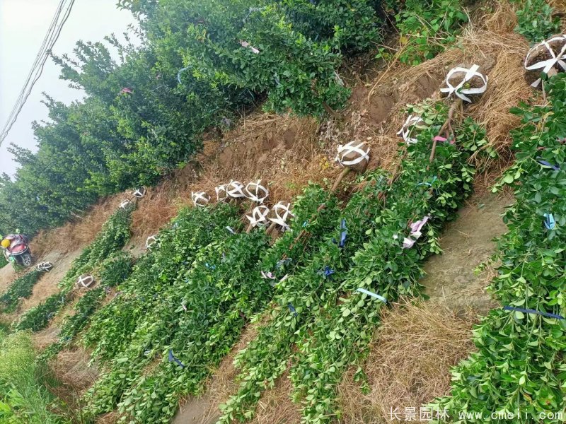 大葉黃楊柱 大葉黃楊柱