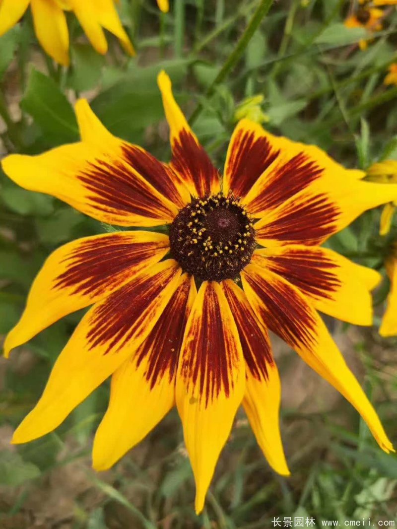 金光菊 金光菊