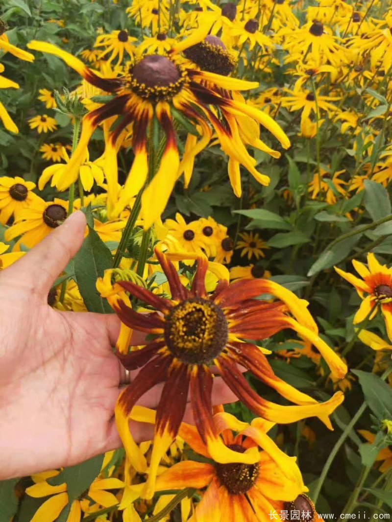 金光菊 金光菊