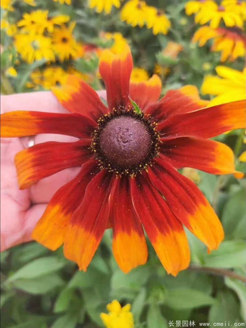 金光菊 金光菊