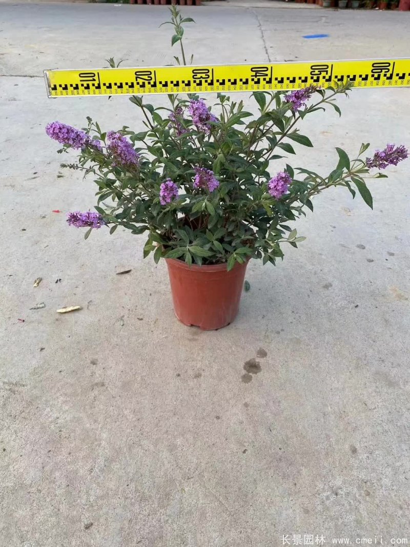 醉魚草 醉魚草