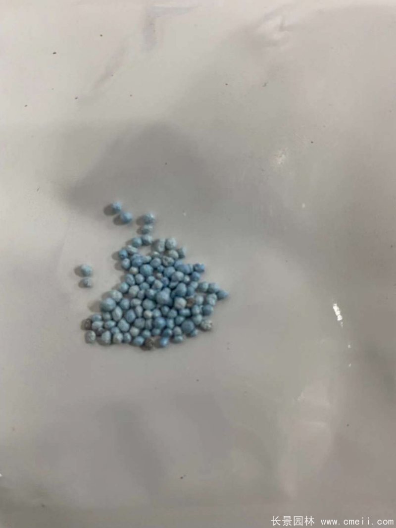喜林草 喜林草