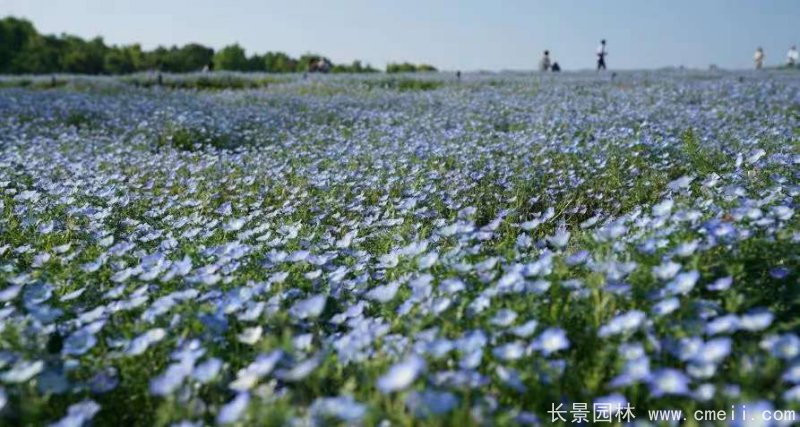 喜林草 喜林草