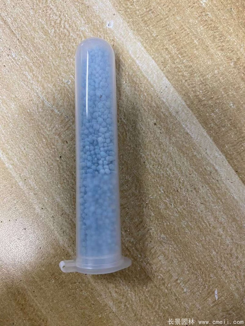 喜林草 喜林草
