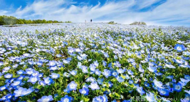 喜林草 喜林草