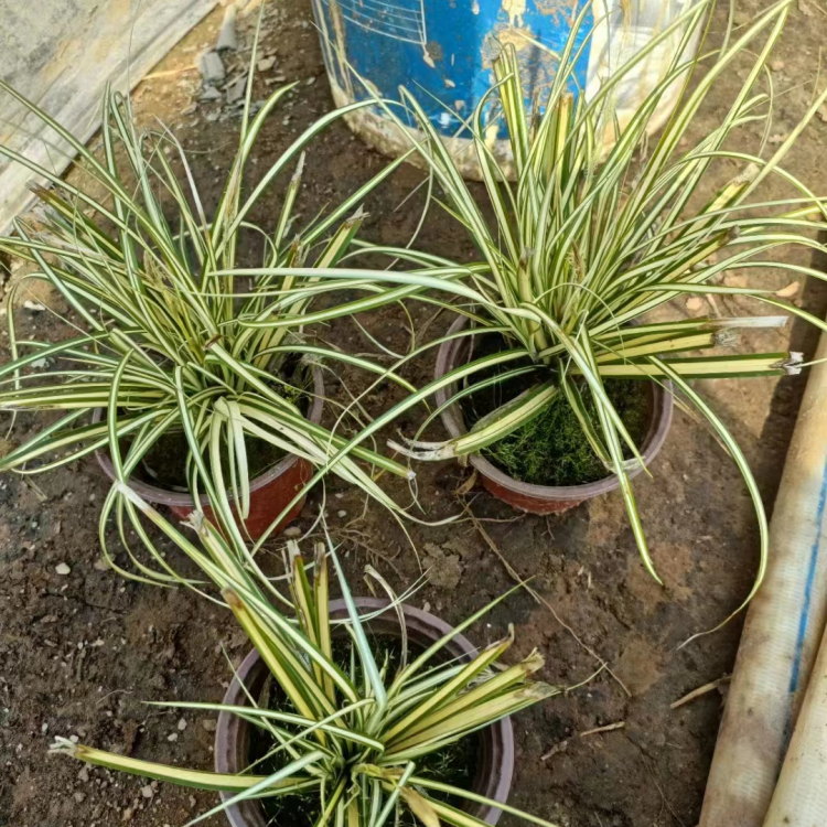 金葉苔草 來自長(zhǎng)景園林