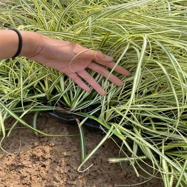 金葉苔草 來自長(zhǎng)景園林