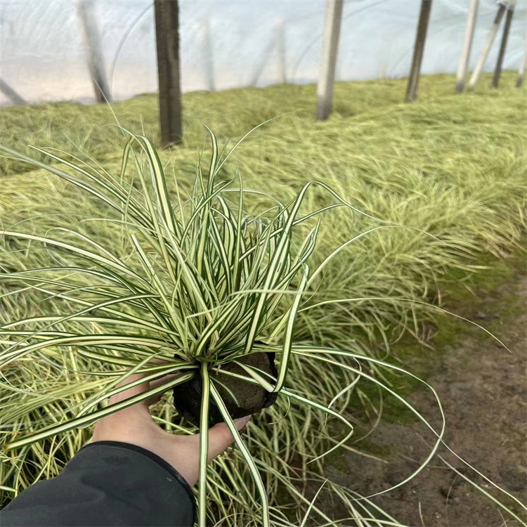 金葉苔草 來自長(zhǎng)景園林