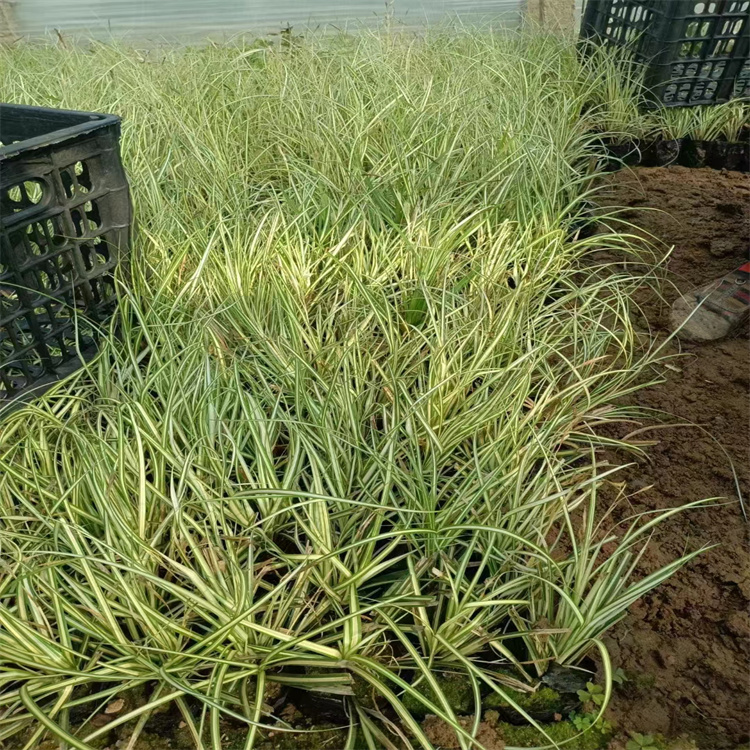 金葉苔草 來自長(zhǎng)景園林