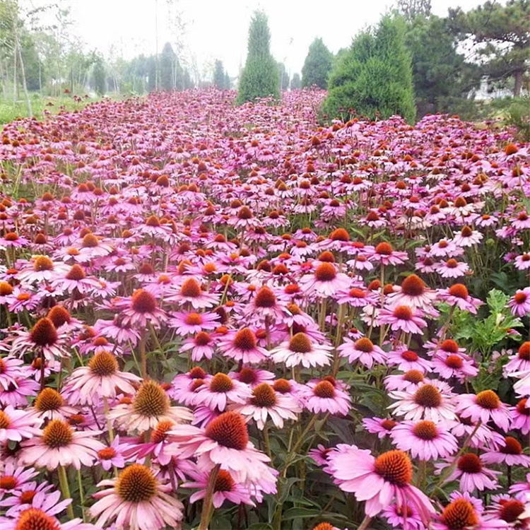 紫錐菊 來自長景園林 紫錐菊 來自長景園林