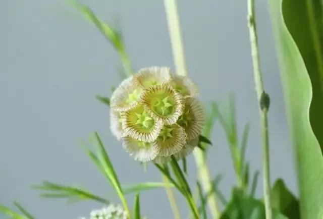 輪峰菊的形態(tài)特征、生長(zhǎng)習(xí)性及種植方法
