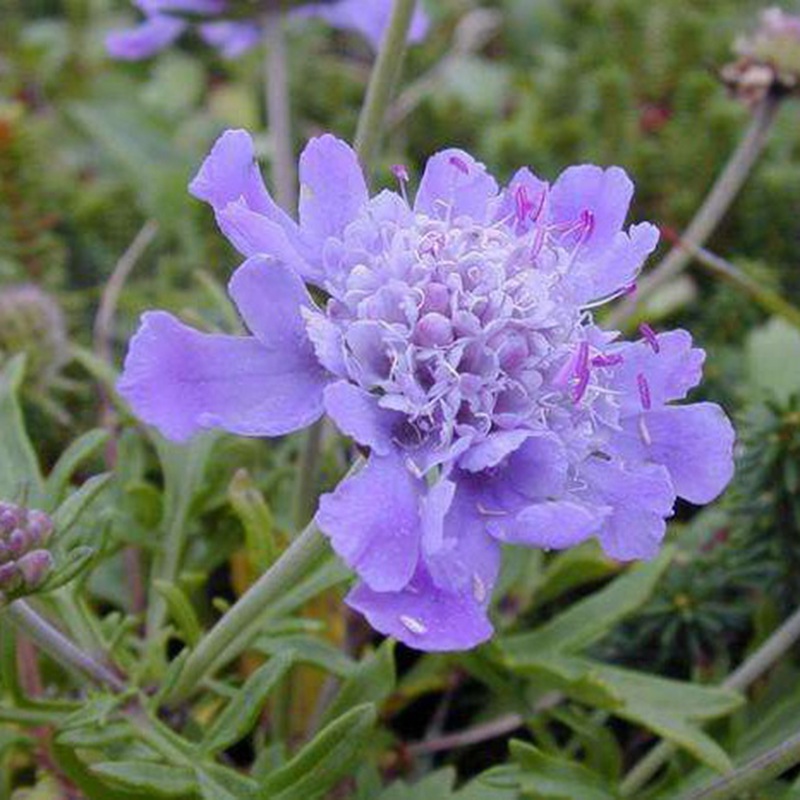 輪峰菊的形態(tài)特征、生長(zhǎng)習(xí)性及種植方法
