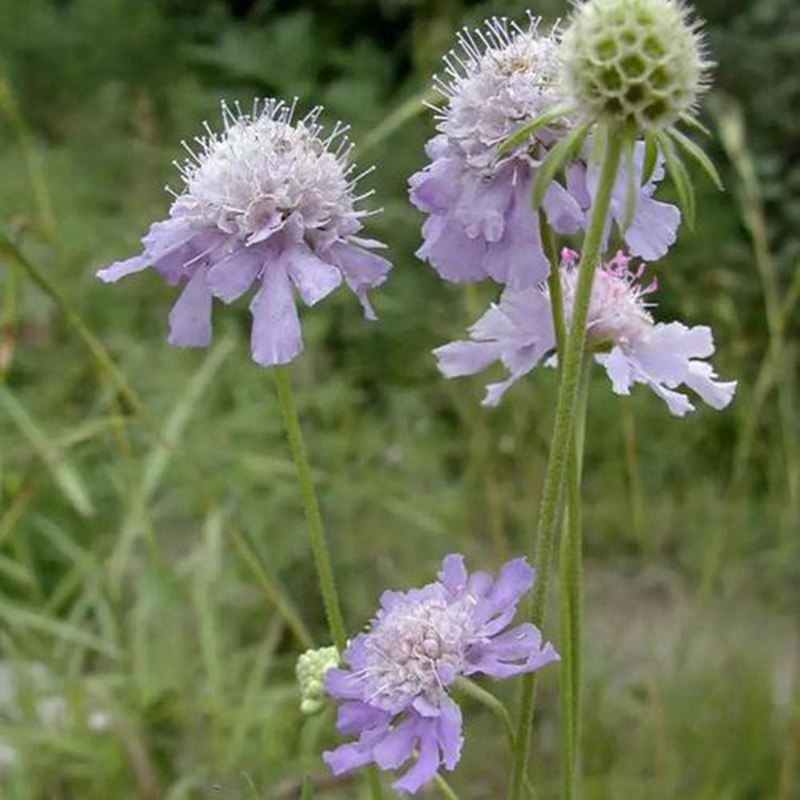 輪峰菊的形態(tài)特征、生長(zhǎng)習(xí)性及種植方法