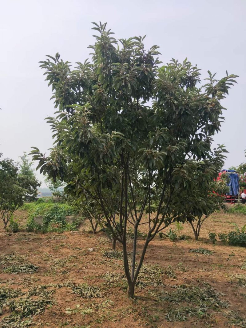 板栗樹 板栗樹