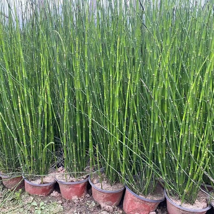 木賊 木賊