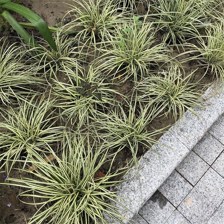 金葉苔草 來自長(zhǎng)景園林