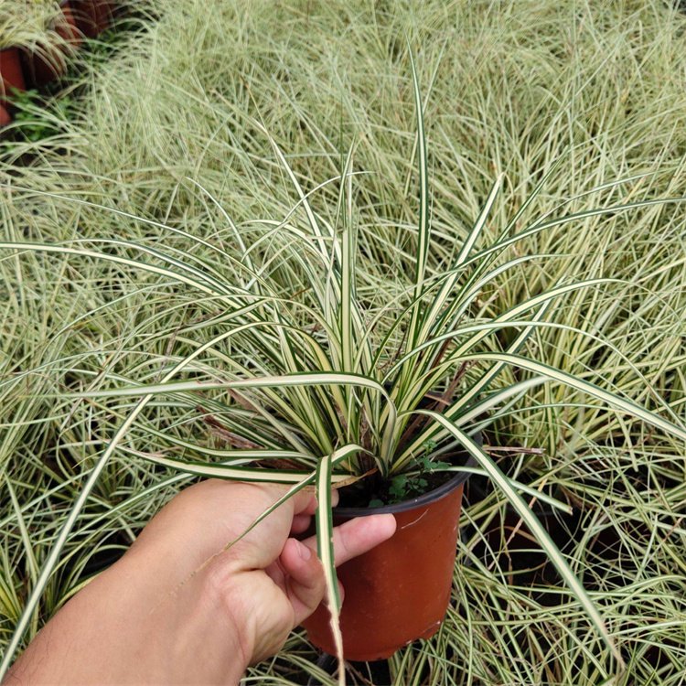 金葉苔草 來自長(zhǎng)景園林
